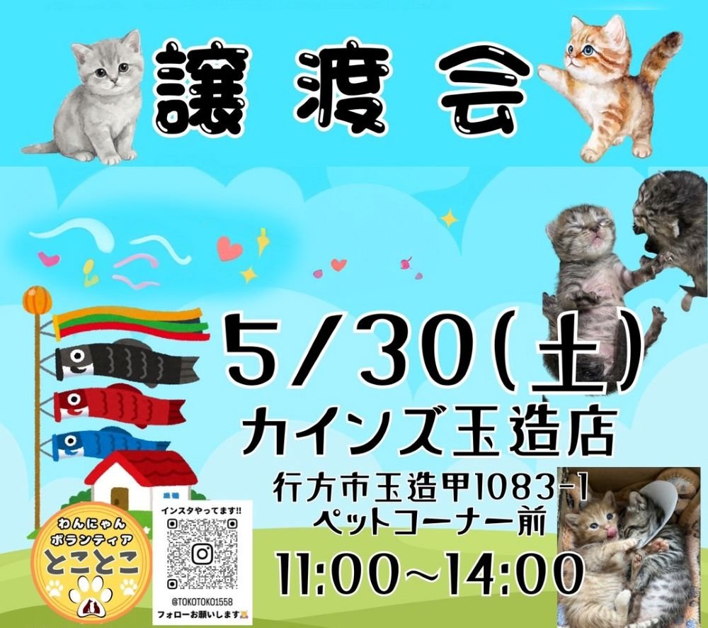 わんにゃんボランティアとことこ
保護猫譲渡会