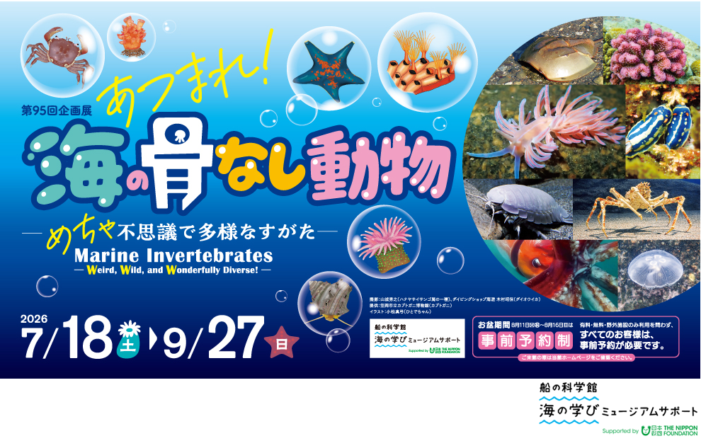 あつまれ！海の骨なし動物－めちゃ不思議で多様なすがた－