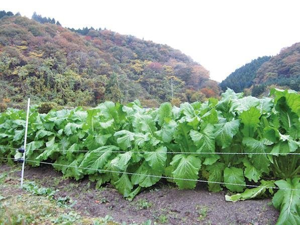 たかはら自然塾
野沢菜の種まきから収穫して醤油漬け体験（３回コース）