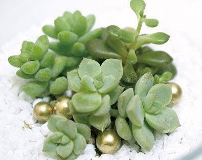 たかはら自然塾
多肉植物の寄せ植え体験