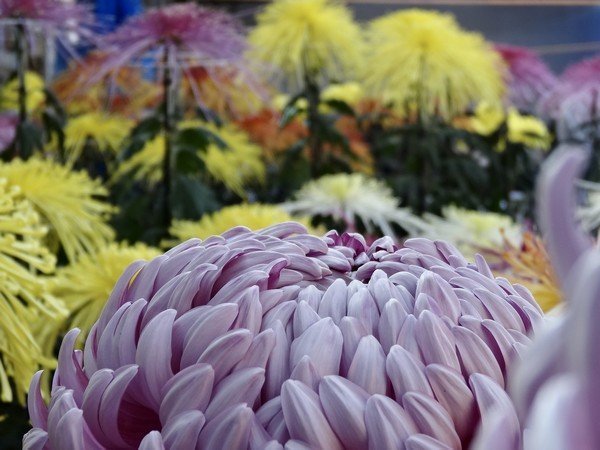 秋を感じる
第59回 潮来市菊花展示会
