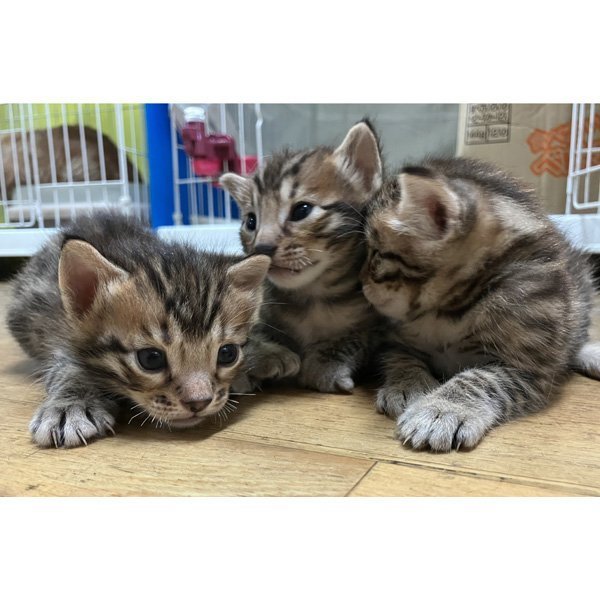 Pet shop よっぴ～