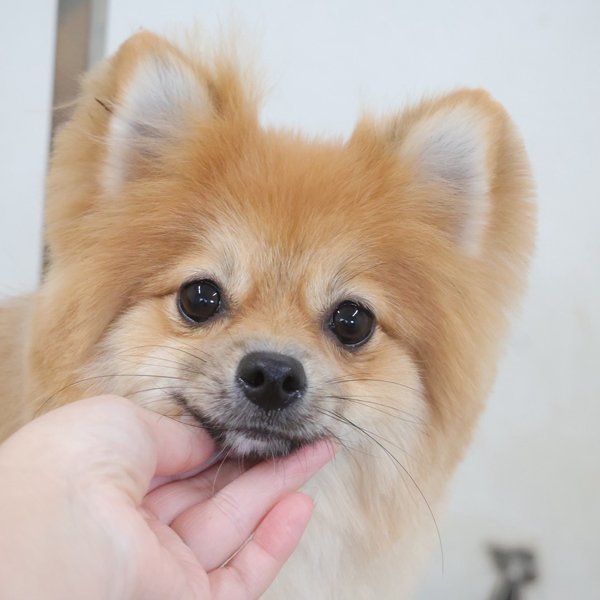 dog salon MINI