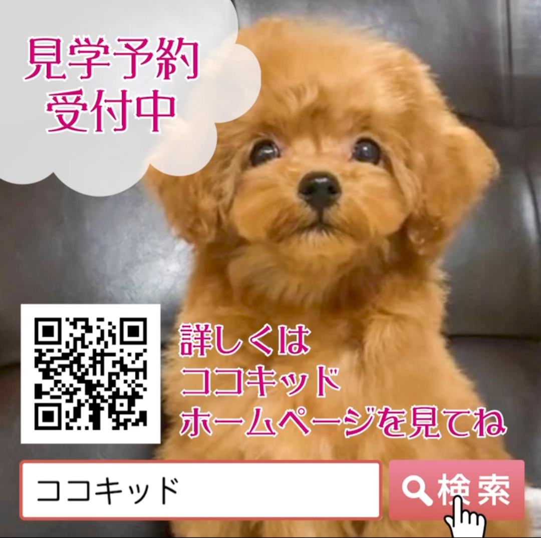 kokoキッド ペットブリーダー