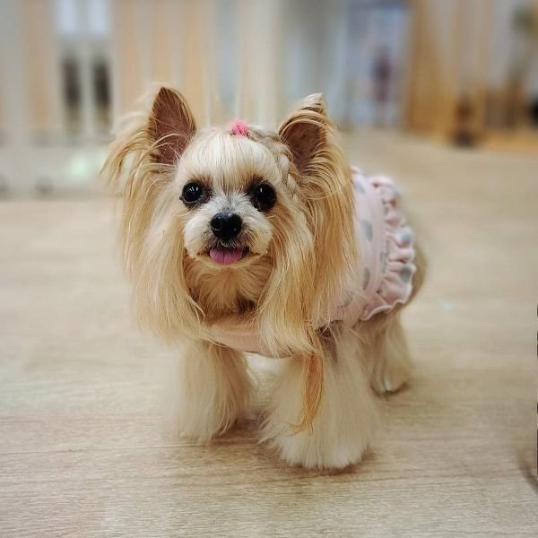 Dog Salon みぃ