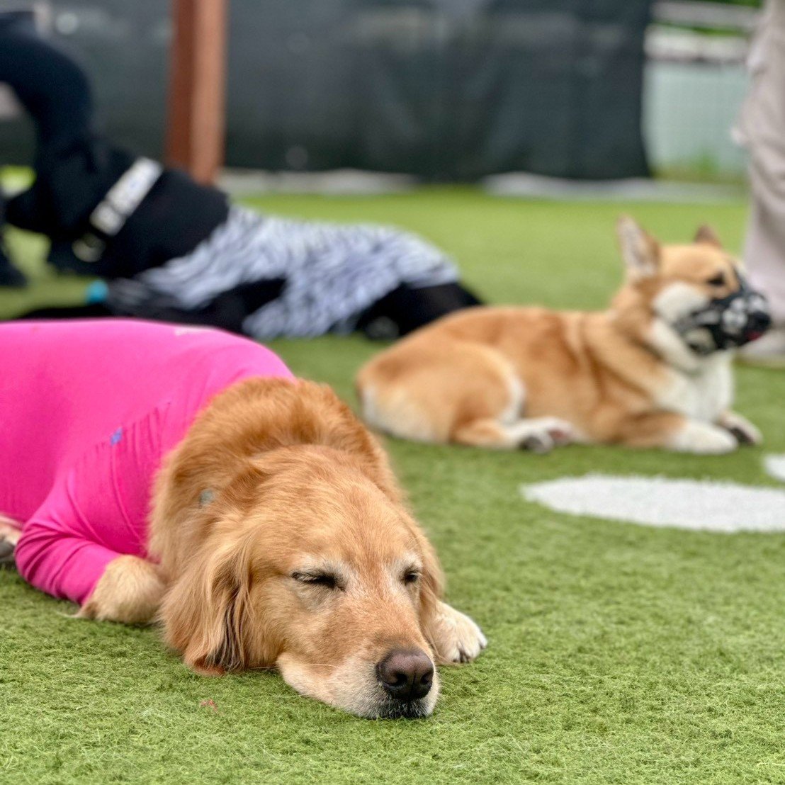 Paw Retreat