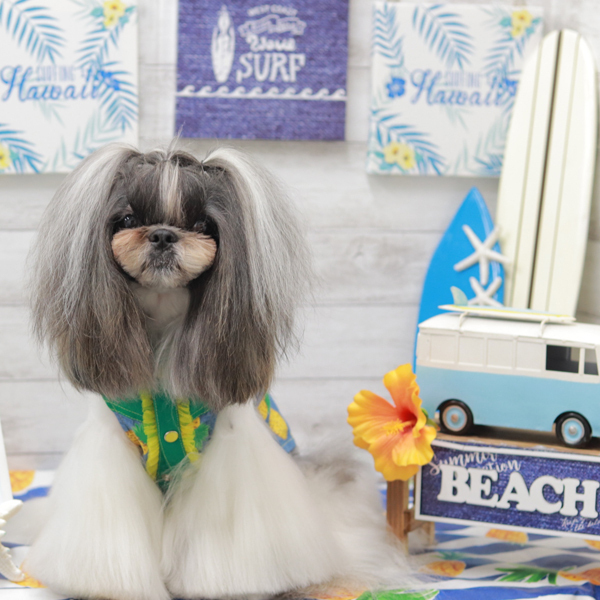 dog salon MOANA