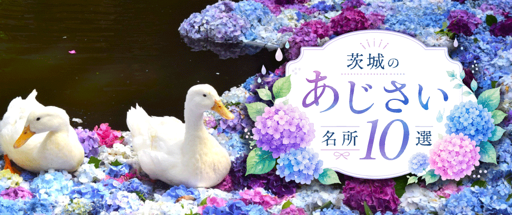 茨城県あじさいスポット特集